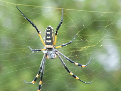 Trichonephila senegalensis