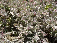Atriplex vestita