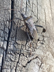 Leptoglossus chilensis