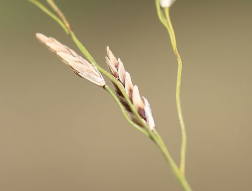 reed meadowgrass