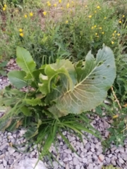 Armoracia rusticana