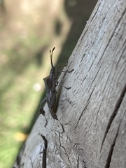 Leptoglossus chilensis