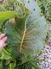 Armoracia rusticana