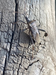 Leptoglossus chilensis