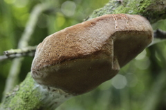 Fomitiporia hippophaeicola