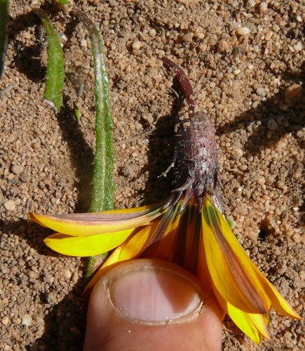 Gazania serrata DC.