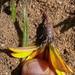 Sticky Gazania - Photo (c) Tony Rebelo, some rights reserved (CC BY-SA), uploaded by Tony Rebelo