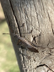 Leptoglossus chilensis