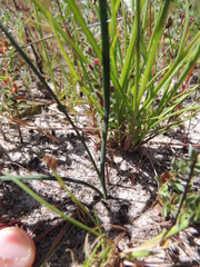Ixia tenuifolia