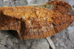 Fomitiporia hippophaeicola