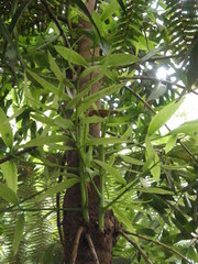 Agathis dammara