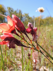 Ixia tenuifolia