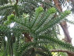 Araucaria rulei