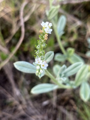 Euploca ovalifolia