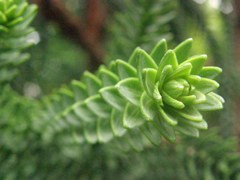 Araucaria rulei