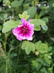 Malva sylvestris