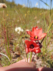 Ixia tenuifolia