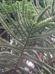 Araucaria rulei