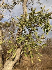 Philenoptera violacea