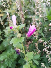 Malva sylvestris