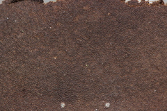 Fomitiporia hippophaeicola