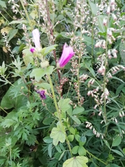 Malva sylvestris