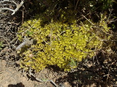 Cynorhiza typica