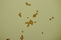 Fomitiporia hippophaeicola