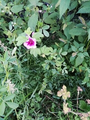 Malva sylvestris