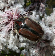 Trichostetha capensis
