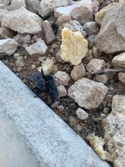 Eleodes suturalis