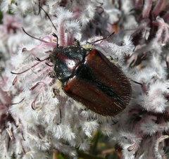 Trichostetha capensis
