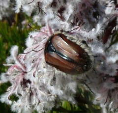 Trichostetha capensis