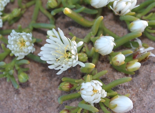Mesembryanthemum rapaceum