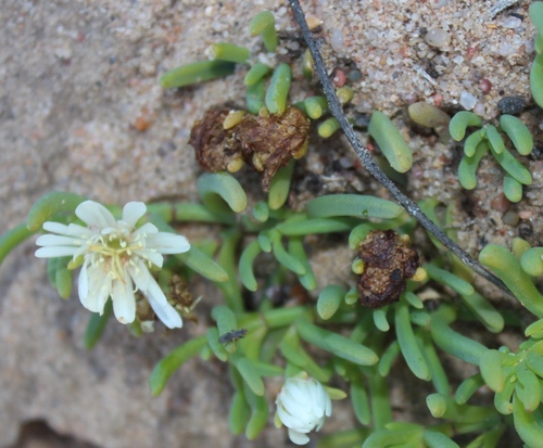 Mesembryanthemum rapaceum