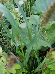 Setaria viridis