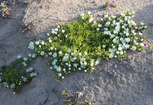 Mesembryanthemum rapaceum