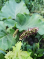 Setaria viridis