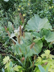 Setaria viridis