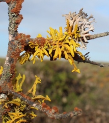 Dufourea flammea