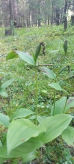 Cypripedium calceolus