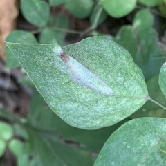 Macrosaccus morrisella