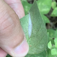 Macrosaccus morrisella