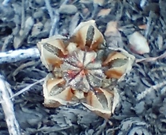 Trichodiadema strumosum