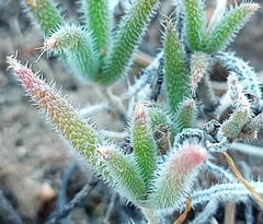 Trichodiadema strumosum