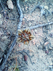 Trichodiadema strumosum