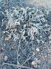 Trichodiadema strumosum