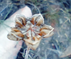 Trichodiadema strumosum