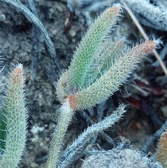 Trichodiadema strumosum