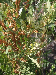 Morella quercifolia